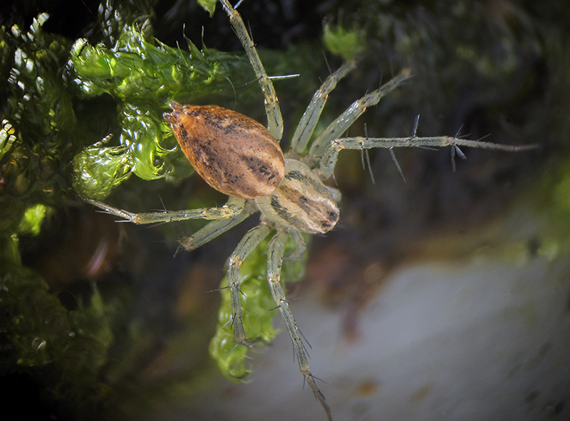 Oxyopes?